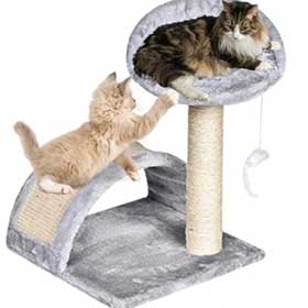 Домашні тварини