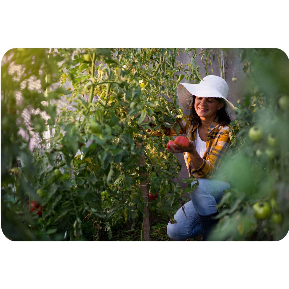 Теплиця садова 2.5 x 4 м (10 м²) рожевий Plonos - Оригінальний та функціональний - Зображення 11