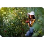 Теплиця садова Plonos 2 x 3,5 м (7 м²) Plonos - Компактна та функціональна - Зображення 9