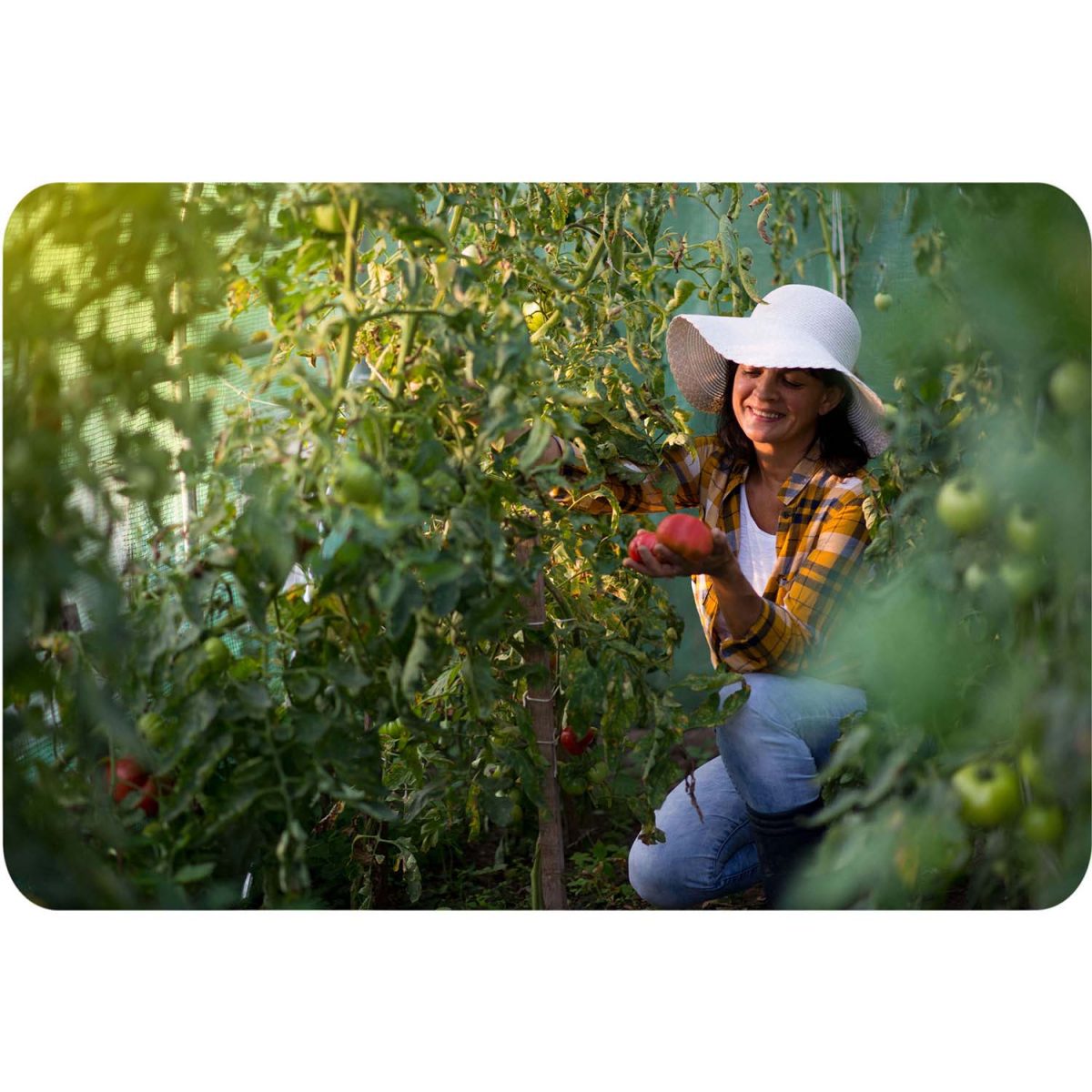 Теплиця садова 3 x 4.5 м (13.5 м²) Plonos - Надійний парник для вашого саду - Зображення 12