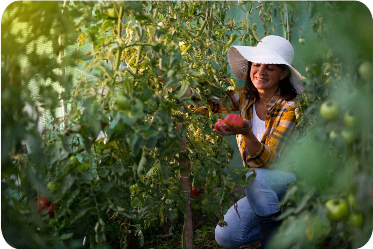 Теплиця садова 2 x 3 м (6 м²) Plonos - Оптимальний для грядок - Зображення 5